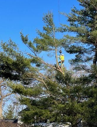 tree trimming