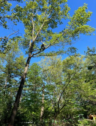 tree trimming