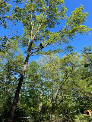 Tree Trimming