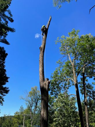 tree removal