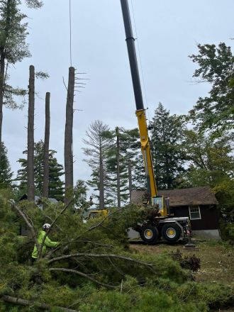 tree removal